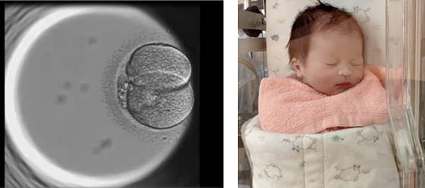 茂盛醫院最新四代試管-一個良好的胚胎成為一個寶寶