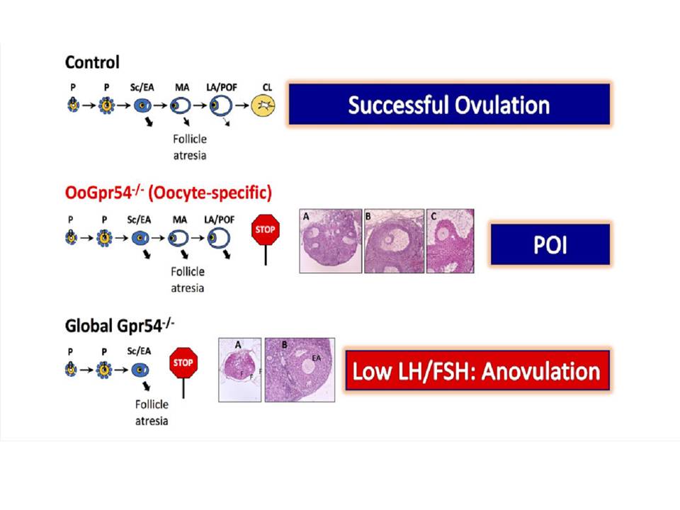 第一列為Control組，是正常情況下的排卵；第二列為卵子專一性GPR54基因剃除組；第三列為全身性GPR54基因剃除組
