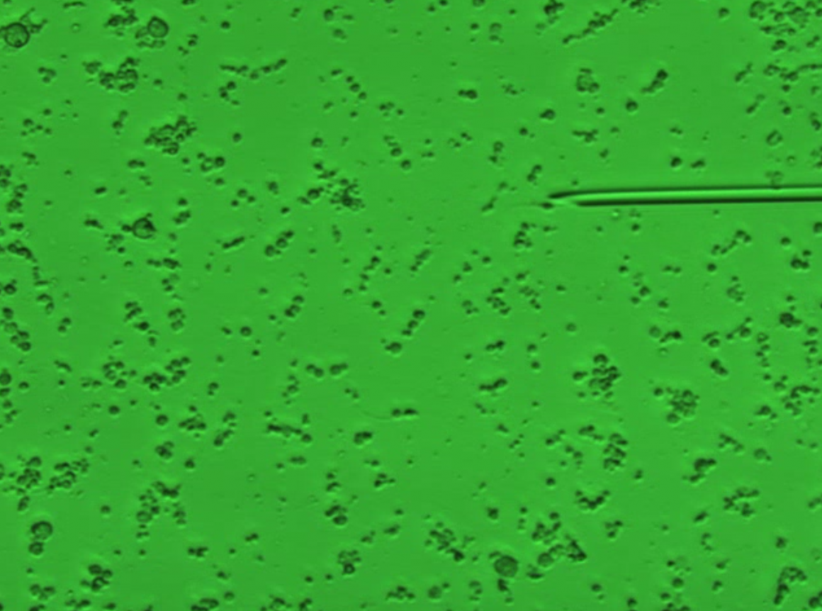 於經處理之輸精管組織中收集成熟精細胞 於經處理之輸精管組織中收集成熟精細胞