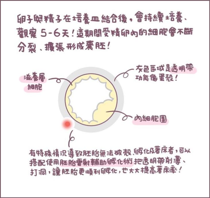 為什麼凍胚-2/不死兔圖文授權 為什麼凍胚-2/不死兔圖文授權