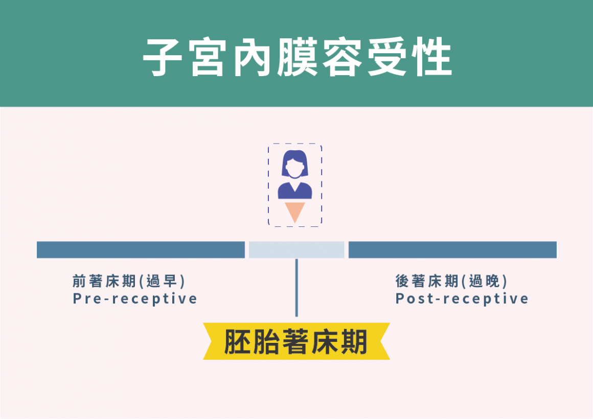 子宮內膜容受性與胚胎著床期 子宮內膜容受性與胚胎著床期