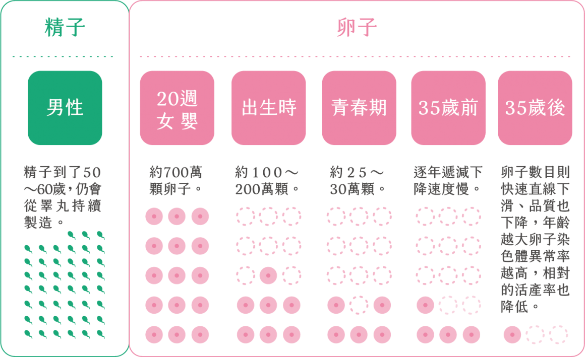 egg-freezing-experience-01 凍卵年齡與卵子的數量