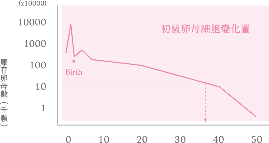 初級卵母細胞變化圖-02 初級卵母細胞變化圖-02