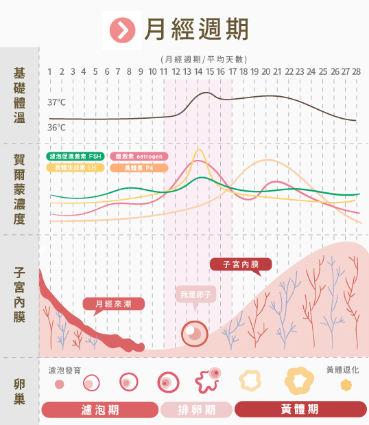 月經週期 月經週期
