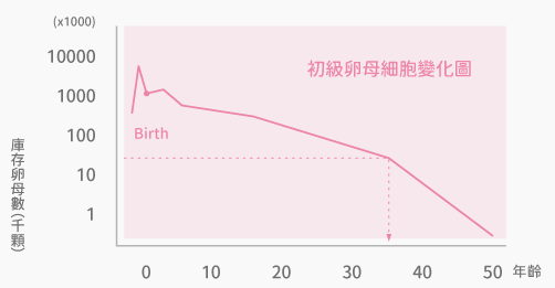 初級卵母細胞1 初級卵母細胞1
