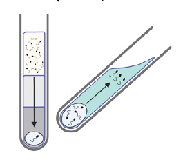 圖一、密度梯度離心法 圖一、密度梯度離心法