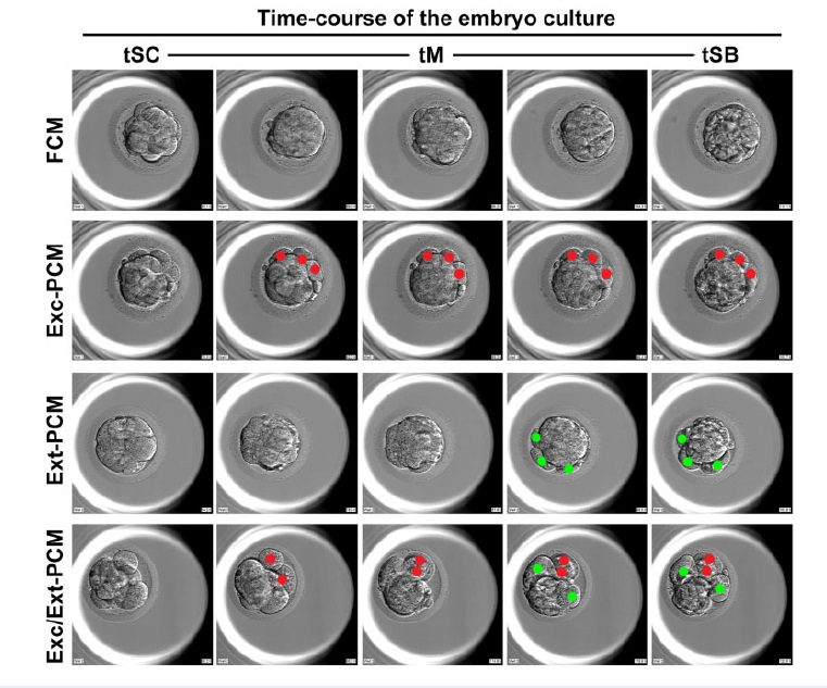 圖一不同CM模式的胚胎1 圖一不同CM模式的胚胎1