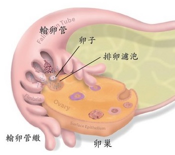 取自台灣癌症基金會-卵巢圖