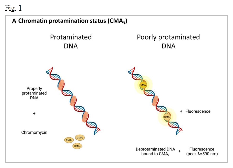 1 染色質濃縮(A)